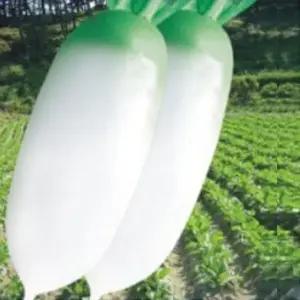 품종 채소씨앗 봄무 무작물씨앗 채소씨앗종자 300립 봄무품종 (WFKBY5K)