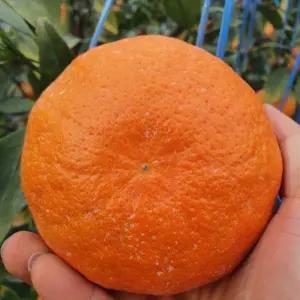 제주 레드향 3kg 대과 고당도 프리미엄 하우스 레드향 안심포장 (개당 350g미만)