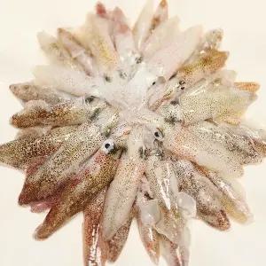 통영 장보고닷컴 남해안 최상급 참 호래기 500g (1인분) 생물 횟감