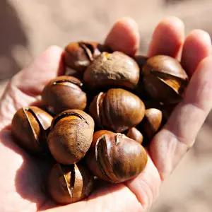 신선한 생율 1kg 아삭한 생밤 칼집 알밤 / 산지직 송연구소