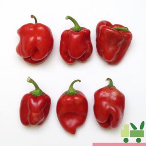 홍피망 5Kg (보통)