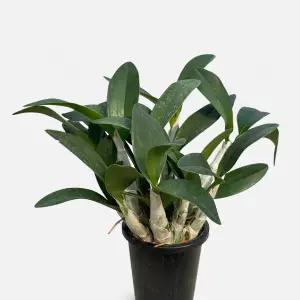 대명석곡 중형 관엽식물 인테리어 반려식물