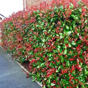 [목하원예조경]홍가시나무 묘목 레드로빈 포트 묘목 80cm전후 담장 울타리 경계수 단풍 정원조경나무