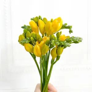 (플라워마켓) 노랑 프리지아 후리지아 양재꽃시장 생화 도매 배달 꽃정기구독