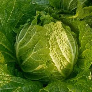 보경이네 고소한 배추 통배추 5kg내외(3-4개)