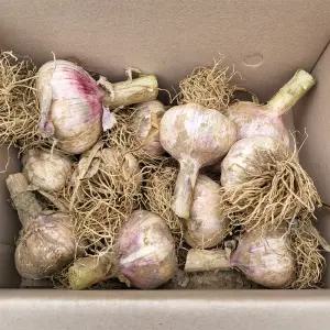 통마늘 (특-특대과) 2kg