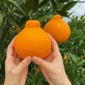 한라봉 맛집 새콤달콤 제주 노지 한라봉 10kg