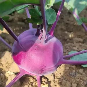 제철채소 콜라비 로얄과 10kg(박스포함) [P]