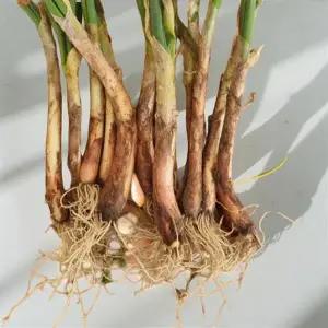 조선 대파 모종 조선대파 파모종 대파모종 튼튼 삼동파 10주