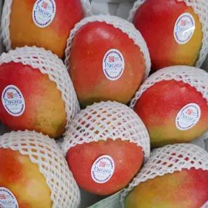 애플망고 4kg 7-10과