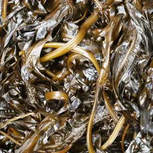 부산 청사포 생미역 물미역 미역 1kg