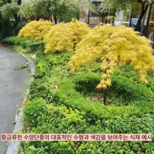 수양황금단풍 (황금류천) 접목1년생 수양형 황금잎 단풍나무 묘목 정원조경수 노지월동 (목하원예조경)