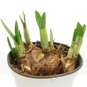 미니수선화 떼떼아떼떼 수선화 구근 식물 키우기 봄 꽃 모종 화분 소품