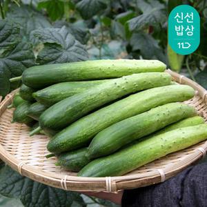 [품질보장] 국내산 신선한 백오이 / 백다다기오이 아삭아삭 5kg