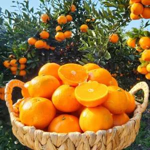 서귀포 위미 조생 감귤 9kg 실중량