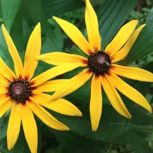 루드베키아 꽃씨앗 씨앗 야생화 꽃씨 종자 1000립 다년생식물 화단꾸미기