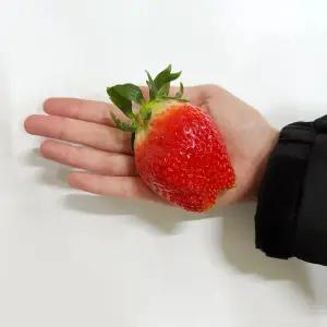 킹스베리 개별포장 고당도선별 왕딸기 특특사이즈 500g