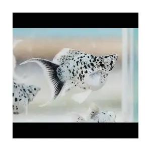 [에이투비]보석눈 몰리 플래티넘 화이트 마블 라이어테일 / 2 ~ 3 cm 내외 / 한 마리