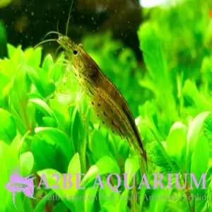 [에이투비]이끼제거 야마토 새우 / 1-2cm/ 10마리 세트