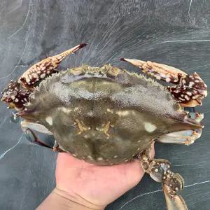 싱싱한 국내산 알배기 급냉 암꽃게 1kg 특대/왕특대 사이즈