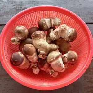 [산정마을]쫄깃한 국내산  참송이버섯(실속형) 1kg