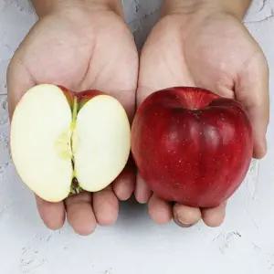 경북 청송 부사 사과 가정용 10kg