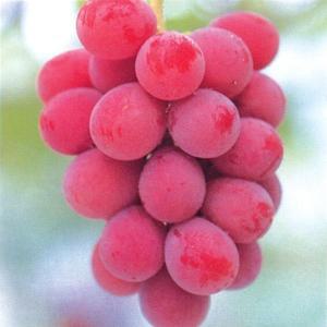 루비로망포도나무 루비로망묘목
