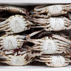 한그슥 연평도 냉동 숫꽃게 3kg 가을 제철 꽃게