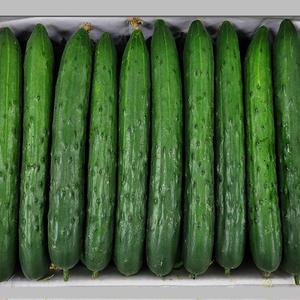 특품 청오이 취정오이 국내산 아삭한 5kg