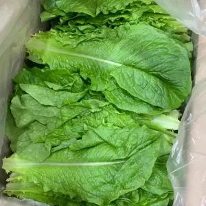 국내산 로메인 청상추 300g