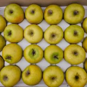 국내산 가정용 시나노골드 사과 대과 5kg 15-16과