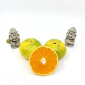 [해들애] 귤 노지 조생귤 3/5/10KG (5KG 소과 기준)