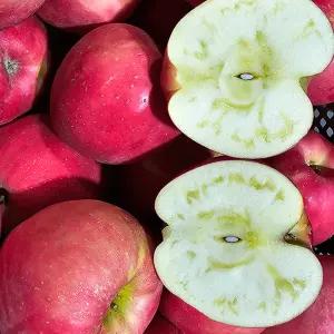 청송 꿀덩이 햇 사과 10KG 대과