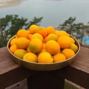 신선 새콤달콤한 제주도 금귤 낑깡 미귤 작은귤