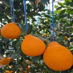 프리미엄 제주 제주 써니트 한라봉 5kg (중대과,18-25과내외)