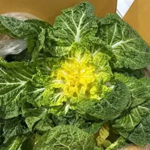 해풍맞은 봄동 배추 2kg 진도 완도