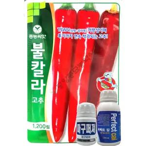 불칼라 1200립 26년 고추씨앗
