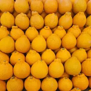 달콤한 제주 한라봉 천혜향 레드향 가정용 2kg