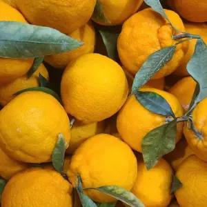 산지직송 제주 노지한라봉 못난이 10kg 혼합과