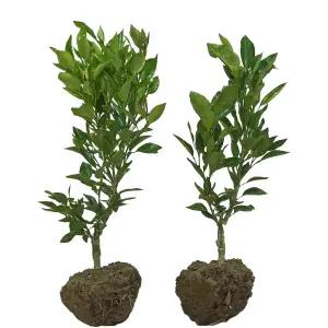 꿈꾸는탱자 진주농원 한라봉 천혜향 레드향 레몬 감귤나무 귤나무