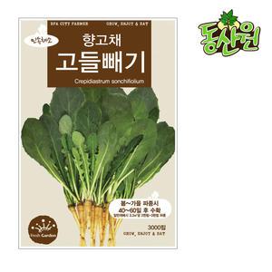 고들빼기씨앗 3000립 고들빼기종자 민속채소씨앗