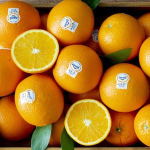 네이블 오렌지 5입(중과/대과/특대과)