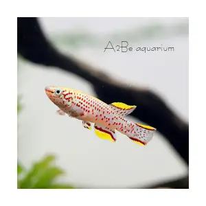 [에이투비]가드네리 킬리피쉬 / 2.5~3cm 전후 / 1마리