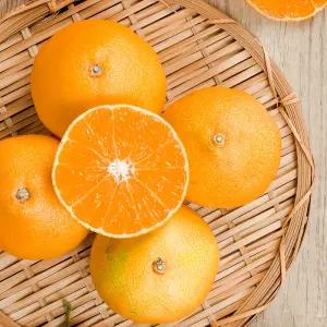 가정용 제주도 황금향 과즙팡팡