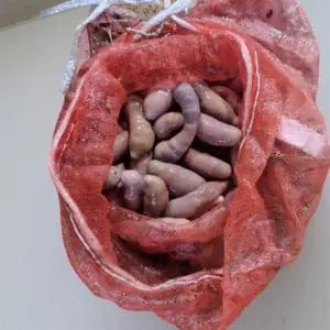 개불미끼 청개비 염장개불 낚시용개불 갯지렁이 염장혼무시 국산개불