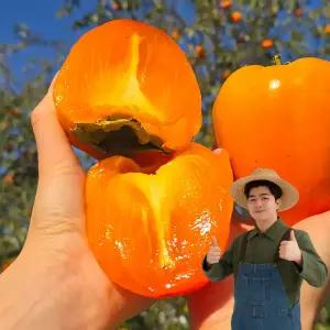 천유작 당도선별 햇 대봉감 후숙필요 5kg