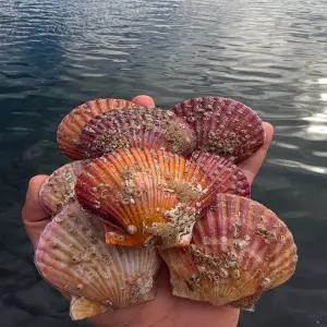 당일조업 통영 홍가리비 4kg+1kg 서비스 총(5키로) 95미내외