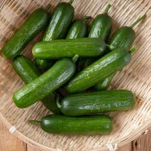 국내산 아삭한 스낵오이 미니오이 4kg