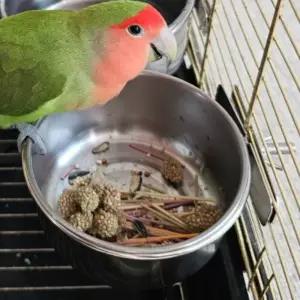 사료배급기 걸이형 스텐 앵무새 모이통 대통 대형물통 수기용품 식기 먹이여기 급수 수급 새용품 먹이통 닭