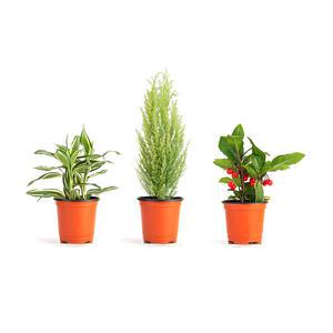 공기정화 식물 포트화분 / 로즈마리 율마 테이블야자 몬스테라 금전수 산세베리아 모종